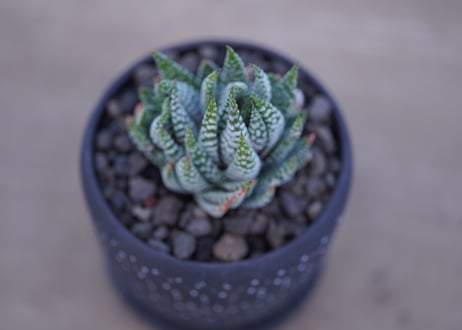 ハオルチア　鷹の爪　Haworthia reinwardtii