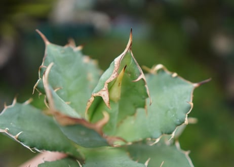 Agave titanota 白鯨 C NO.5