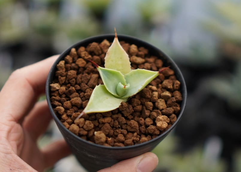 アガベ 雷神 《1》 | mana's farm:塊根植物・アガベ・ドライガーデン