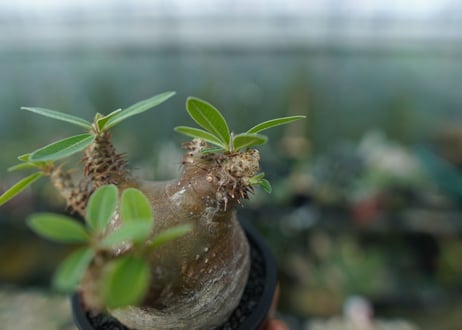 パキポディウム マカイエンセ　Pachypodium makayense　No.1