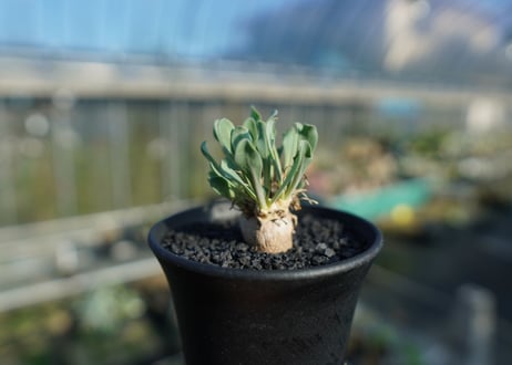 オトンナsp　スタインコフ　Othonna steinkopf
