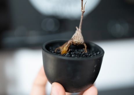 ペトペンチア ナタレンシス　根あがり仕立て　沖縄実生株