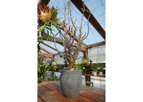 CATEGORY 特選株 | mana's green:塊根植物販売|マナズグリーン CATEGORY 特選株 | mana's green:塊根植物販売|マナズグリーン