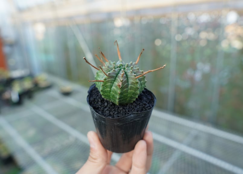 ユーフォルビア スーパーバリダ Euphorbia super valida No.2 |