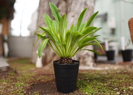 鉄甲丸　Euphorbia bupleurifolia