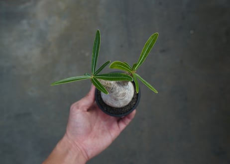 パキポディウム　グラキリス　 Pachypodium Gracilius  No.1