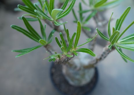 パキポディウム　グラキリス　 Pachypodium Gracilius