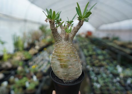 パキポディウム　グラキリス　Pachypodium  Gracilius No.5