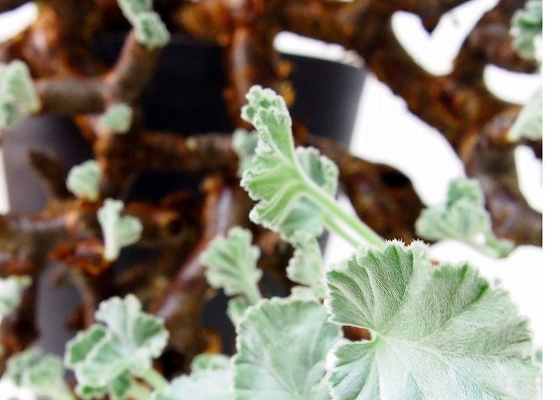 あさ丸■ペラルゴニウムミラビレPelargonium mirabile ペラルゴニウム ミラビレ | mana's farm:塊根植物・アガベ