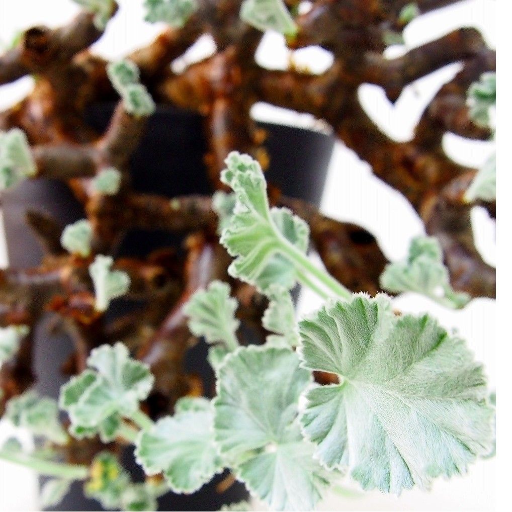 ペラルゴニウム ミラビレ Pelargonium mirabile №1 | mana's f