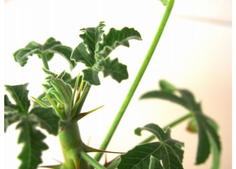 Jatropha fissispina　ヤトロファ フィッシスピナ