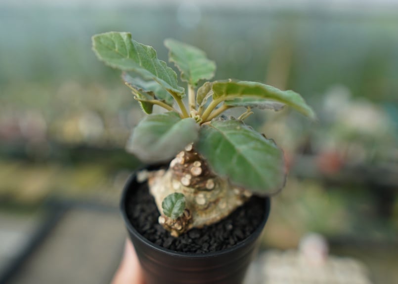 ドルステニア フォエチダ Dorstenia foetida | mana's farm:塊根