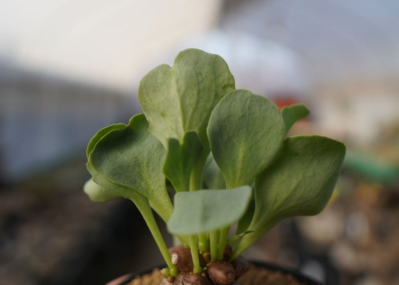 オトンナ ヘレー Othonna herrei No.1 | mana's farm:塊根植物