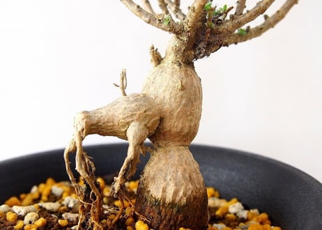 姫紅小松　Trichodiadema bulbosum