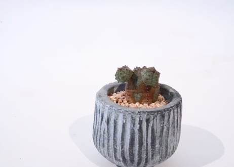 オベサ　ブロウ