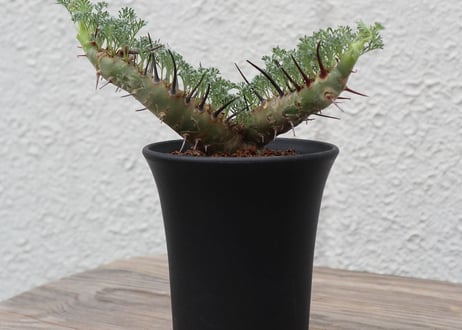 サルコカウロン　ヘレイ