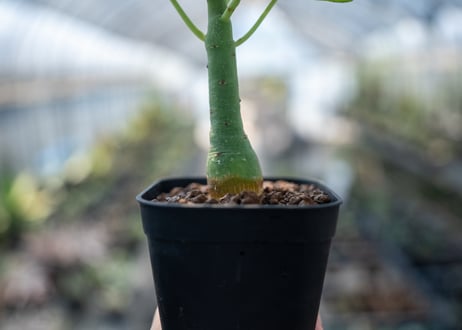 アデニア グラウカ  Adenia glauca　NO.8