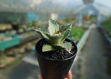 アガベ　チタノタ　FO-76　Agave titanota  FO-76　No.3