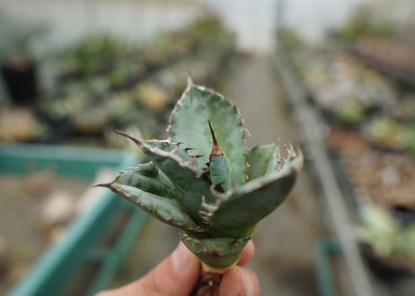 【抜き苗】アガベ　チタノタ　ライオンズメーン　Agave titanota Lion's Mane