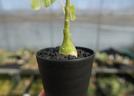 アデニア　グラウカ　Adenia glauca