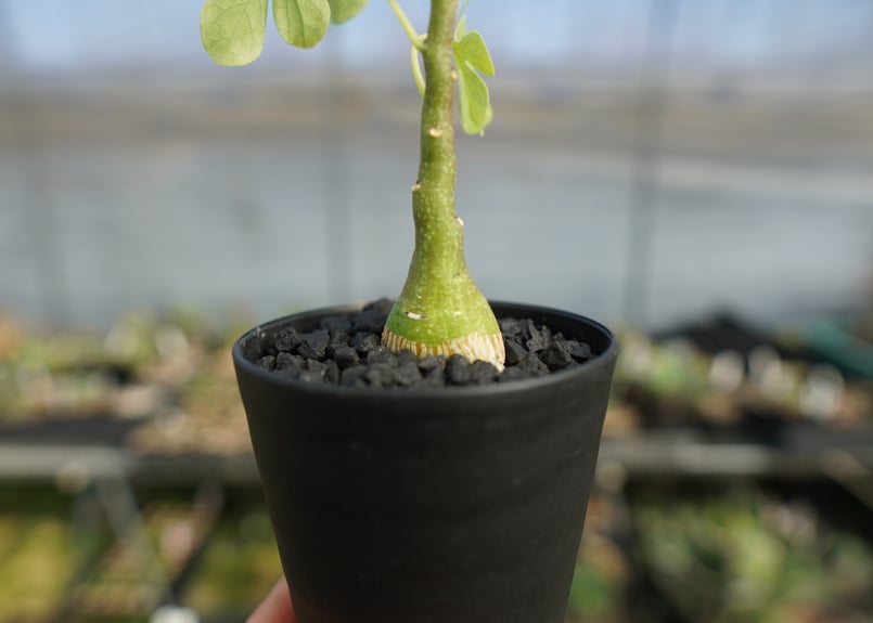 アデニア グラウカ Adenia glauca | mana's farm:塊根植物・アガベ・