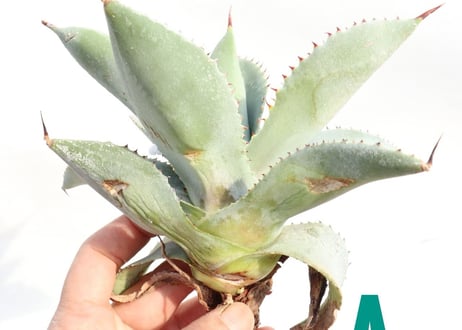 Agave pygmaea 'Dragon Toes'