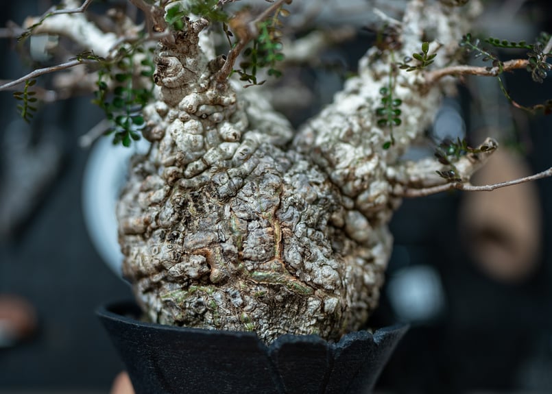 販売中KINGパキプスの葉がなかった時の写真 | mana's farm:塊根植物