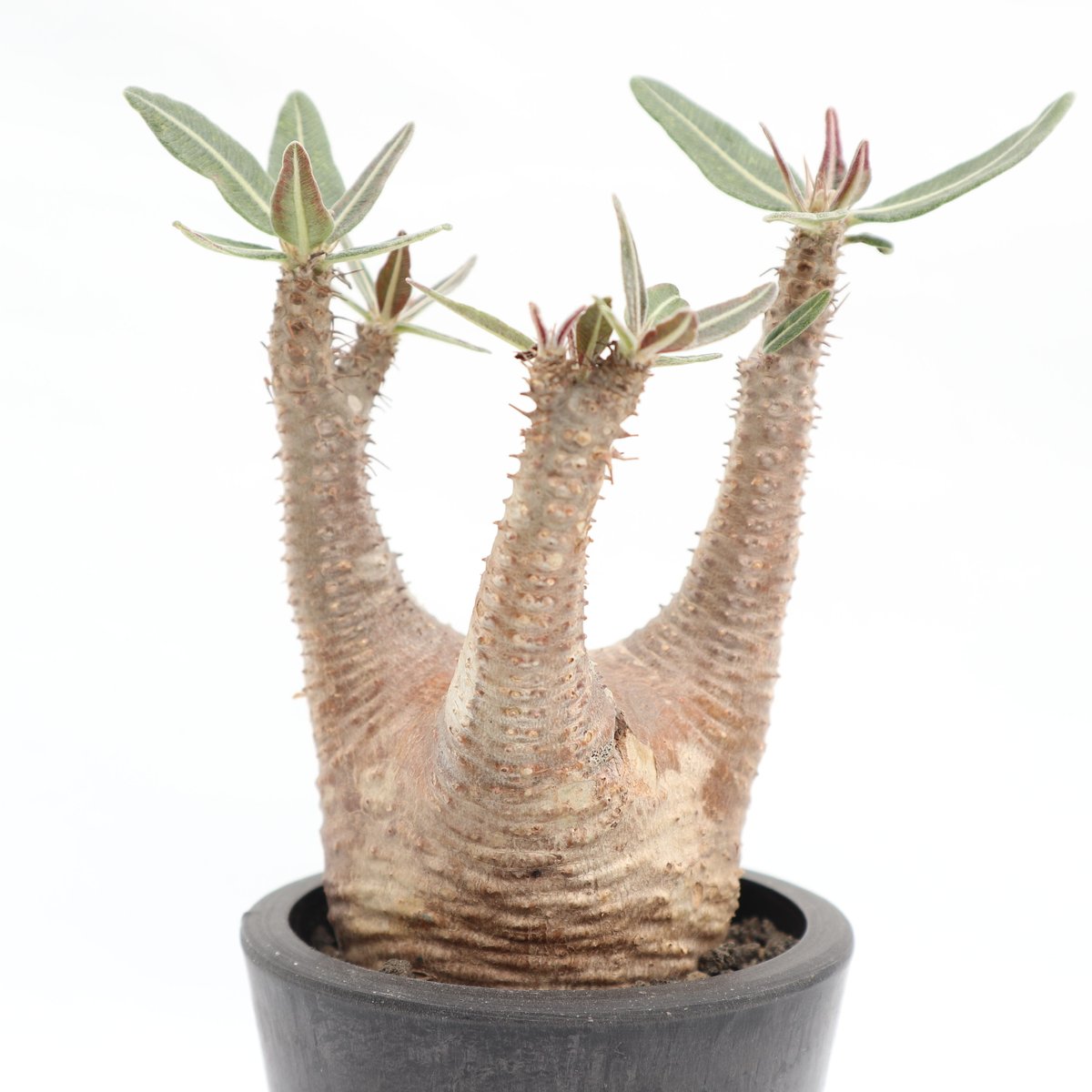 パキポディウム カクチペス鉢込◾️ボタナイズSHO-DO 塊根植物 自然がつくりだすアート。ボタナイズに訊いた、塊根植物の魅力と