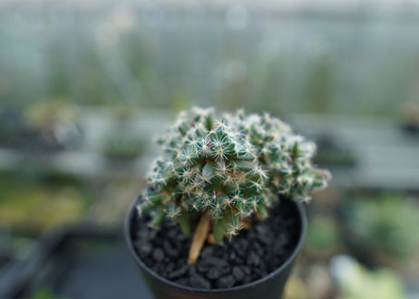 トリコディアデマ　デンサム　Trichodiadema densum  No.2