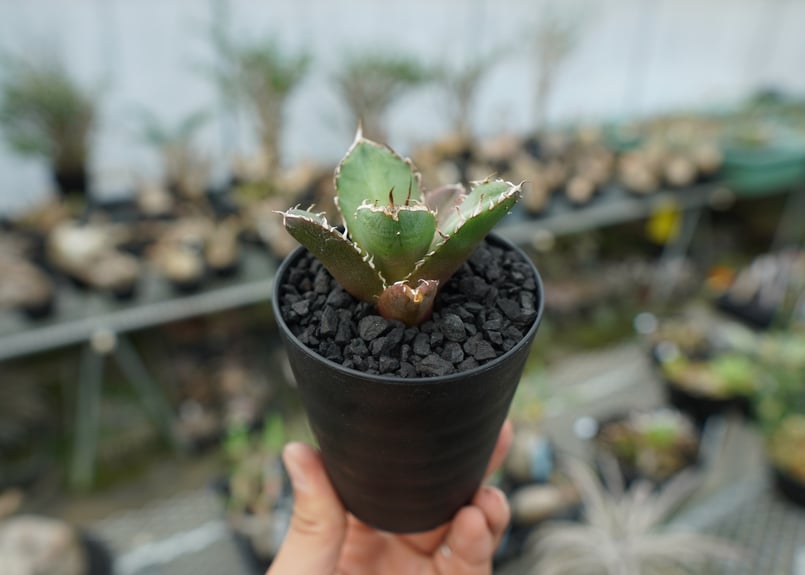 アガベ チタノタ 鬼爪雪峰 Agave titanota “Onitsume Yukimin