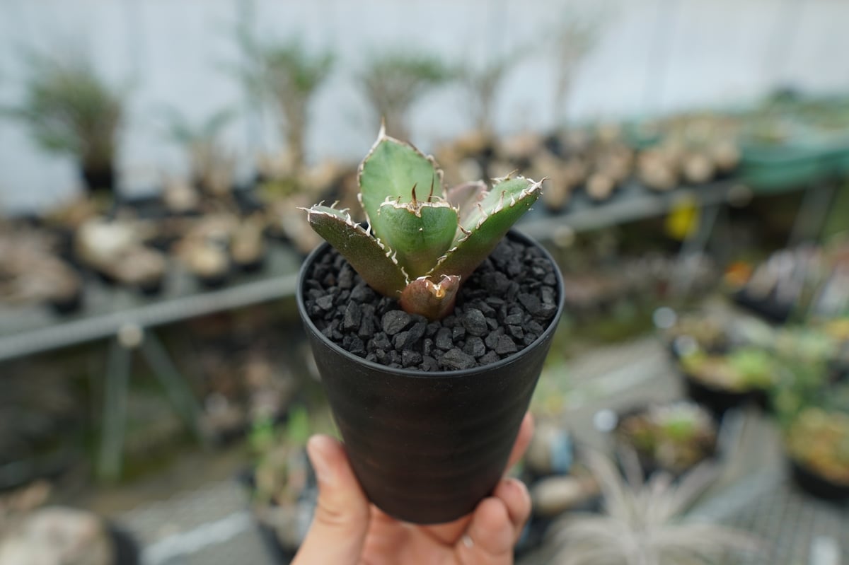 アガベ チタノタ 鬼爪雪峰 Agave titanota “Onitsume Yukimin