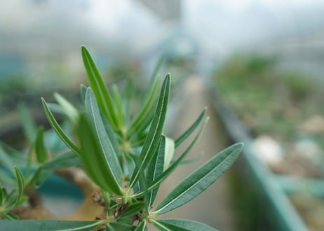 パキポディウム　グラキリス　 Pachypodium Gracilius  No.3