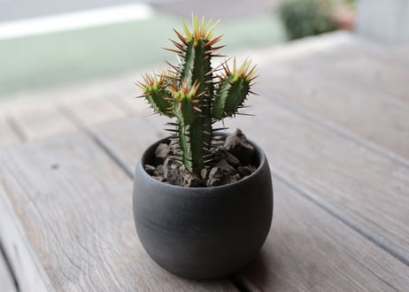 ユーフォルビア黄刺紅彩閣　euphorbia enopla  Yellow spina