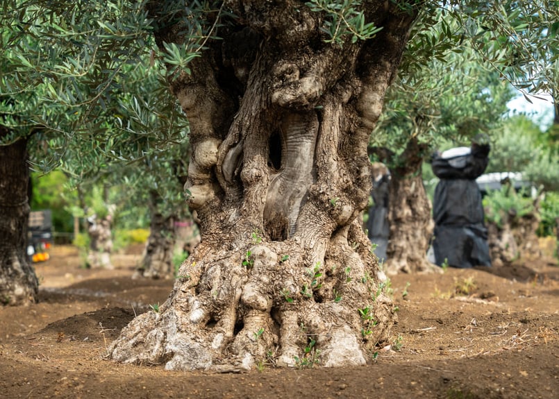 商談中。【超太幹】これぞ古木の風格｜代表選抜・輸入オリーブ《一点物