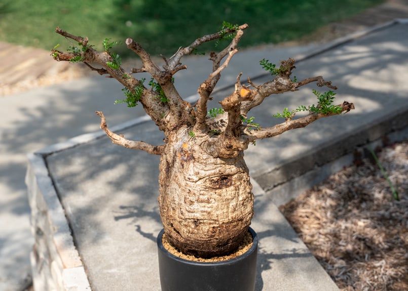 オペルクリカリア パキプス Operculicarya pachypus | mana's f