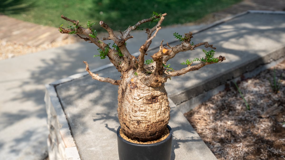 オペルクリカリア パキプス Operculicarya pachypus | mana's f