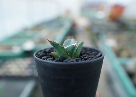アガベ　チタノタ　FO-76　Agave titanota  FO-76　No.5
