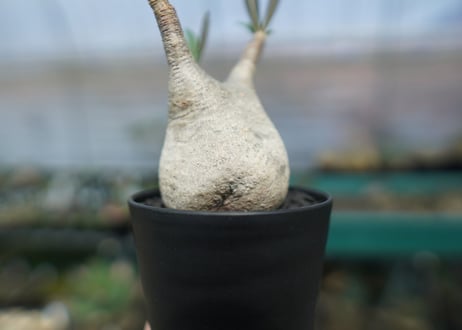 パキポディウム　グラキリス　 Pachypodium Gracilius  No.1