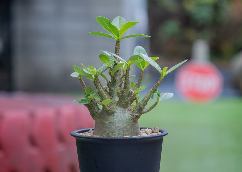 アデニウム モンスター | mana's farm:塊根植物・アガベ・ドライ