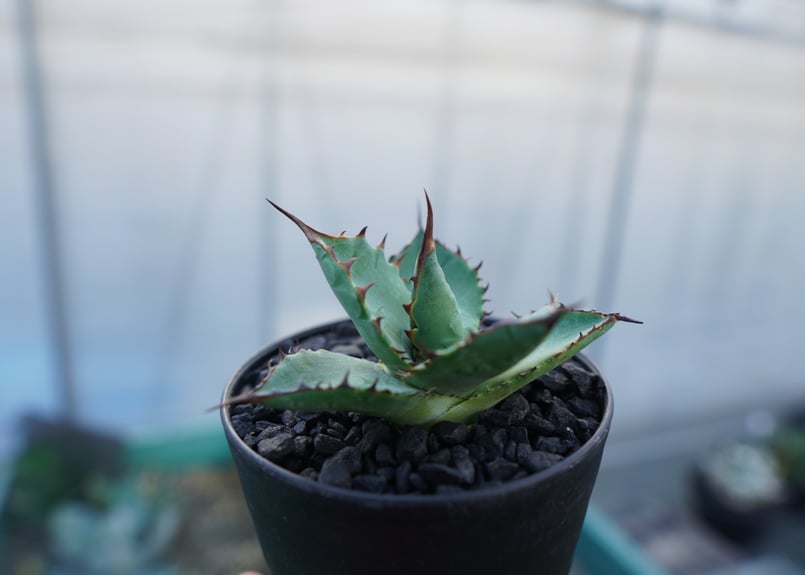 アガベ パラサナ×ホリダ agave parasana×horrida | mana's fa