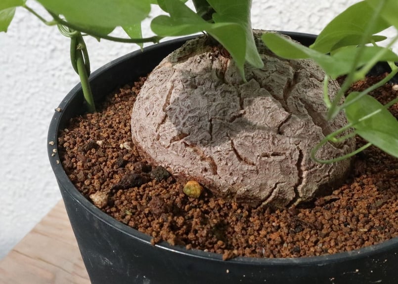 亀甲竜 | mana's farm:塊根植物・アガベ・ドライガーデン植物販売|マナ