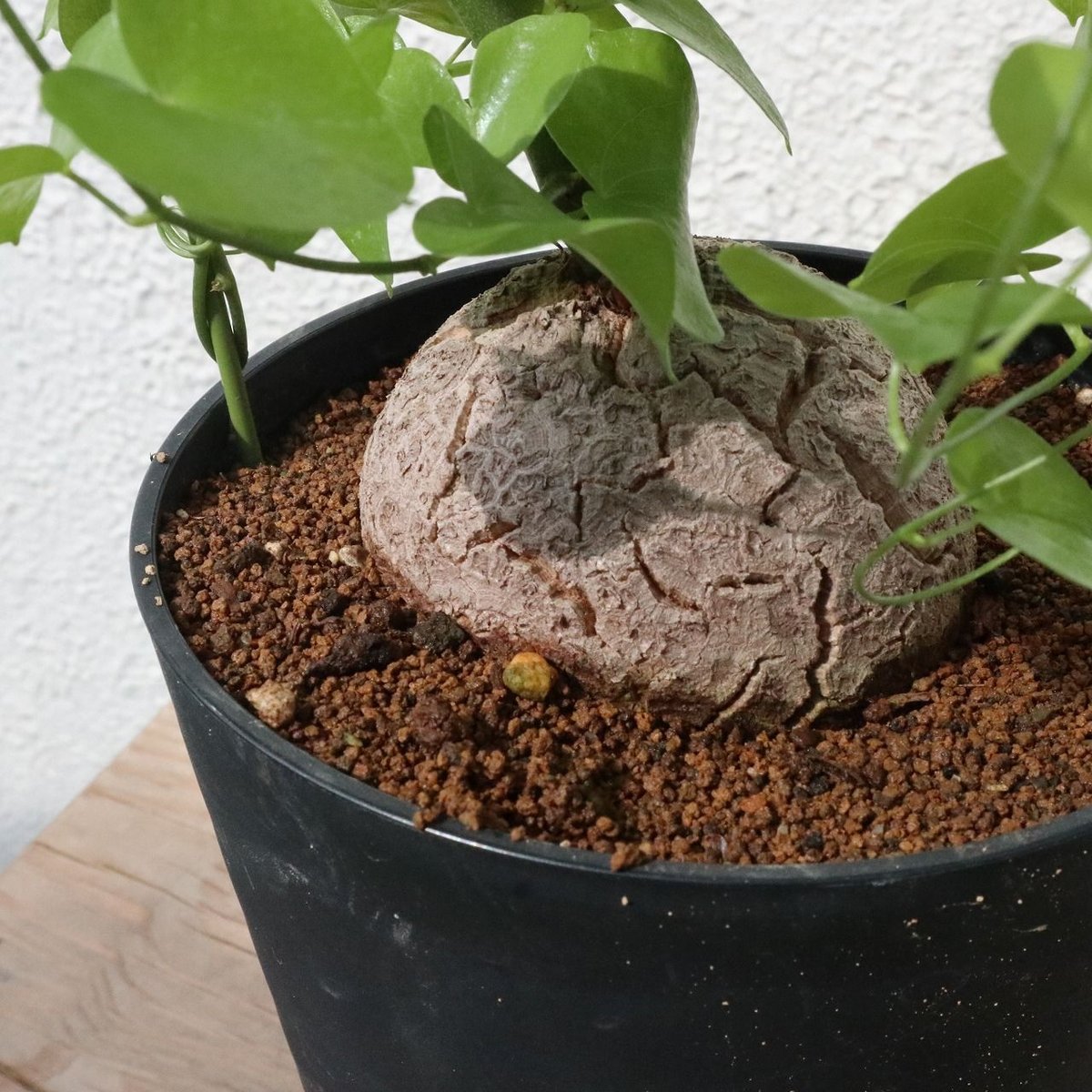 亀甲竜 | mana's farm:塊根植物・アガベ・ドライガーデン植物販売|マナ