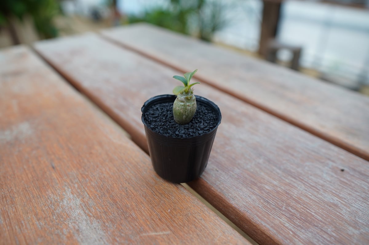 パキポディウム ウィンゾリー 沖縄実生株 | mana's farm:塊根植物