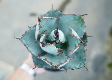 アガベ　チタノタ　 ブラックアンドブルー 　Agave titanota black and blue　NO.2
