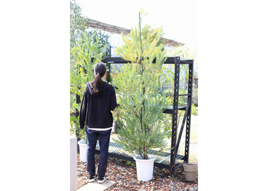 ブルーブッシュ　/382 ブルーブッシュ/382