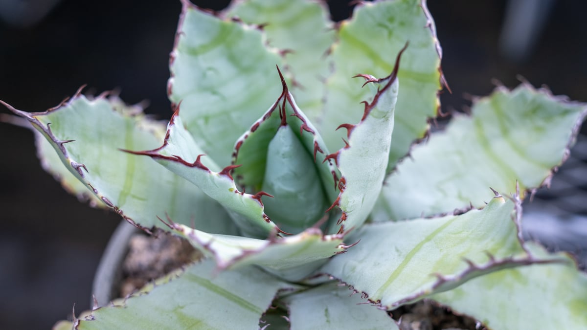 アガベ グアダラハラナ Agave guadalajarana | mana's farm:塊