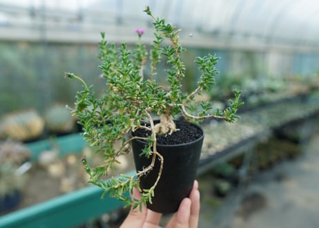 トリコディアデマ　SP　Trichodiadema densum  SP