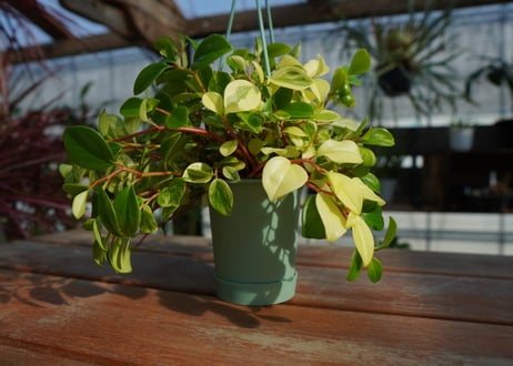 ペペロミア　グラベラ　Peperomia glabella