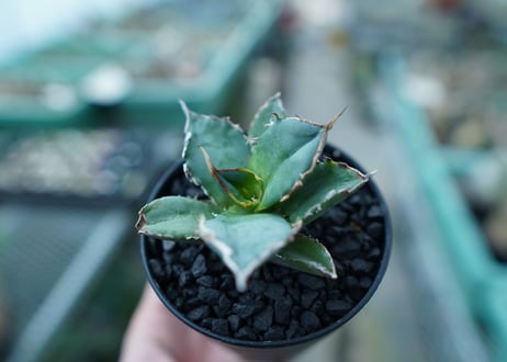 アガベ　チタノタ　FO-76　Agave titanota  FO-76　No.11