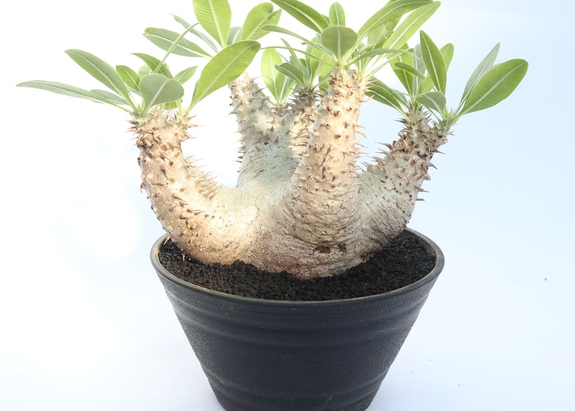 パキポディウム ホロンベンセ | mana's farm:塊根植物・アガベ・ドライ